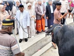 Bupati dan Wabup Majene Saksikan Penyerahan Sapi Kurban Bantuan Presiden RI